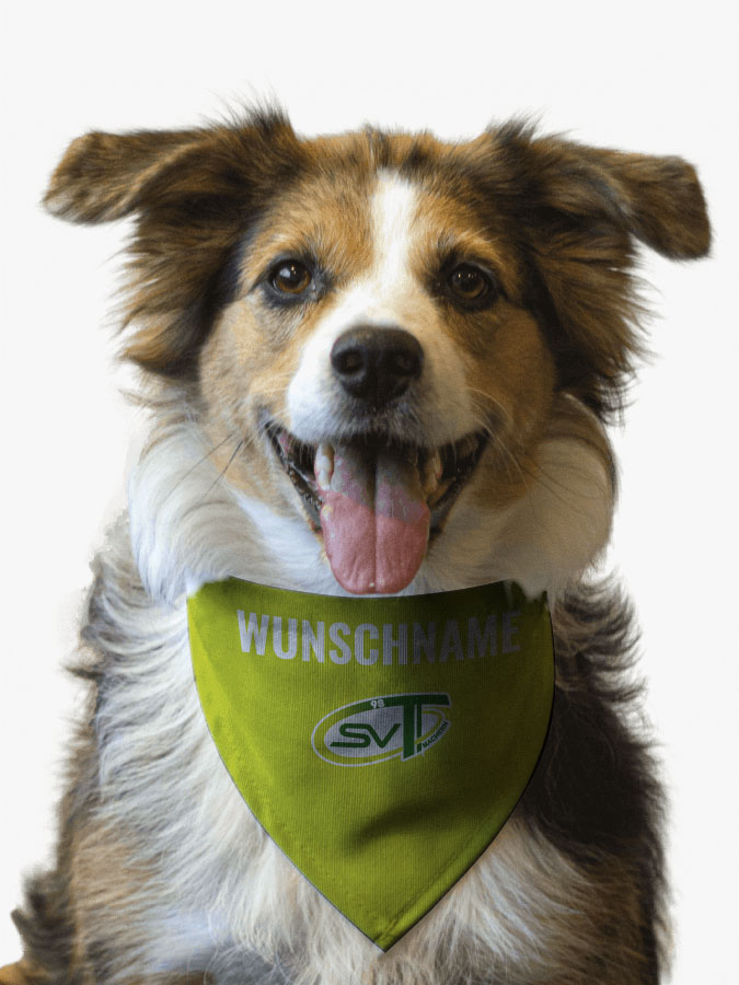 Hundehalstuch